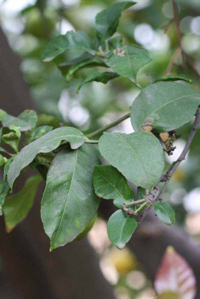            Sun leaves (Cook, Riverside, CA)   